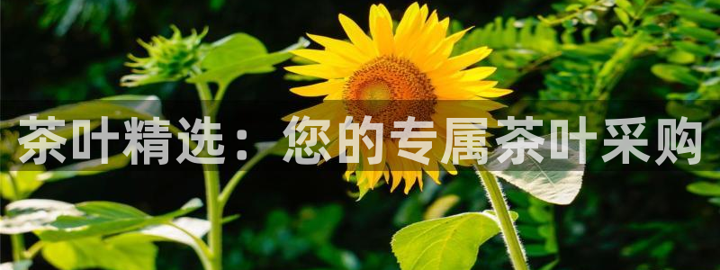 安信 12