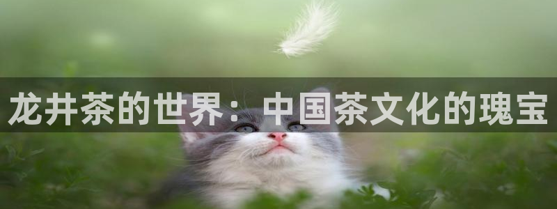 安信12包赔
