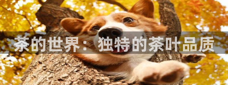 安信12平台怎么样