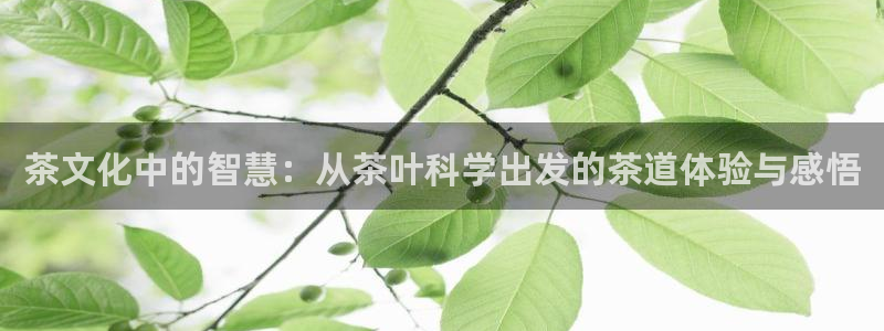 下载安信12