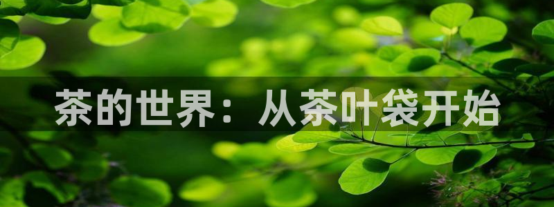 安信12软件介绍