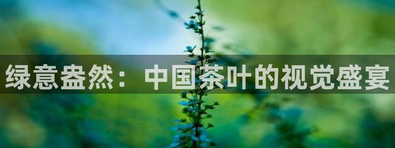 安信安翼 12账号