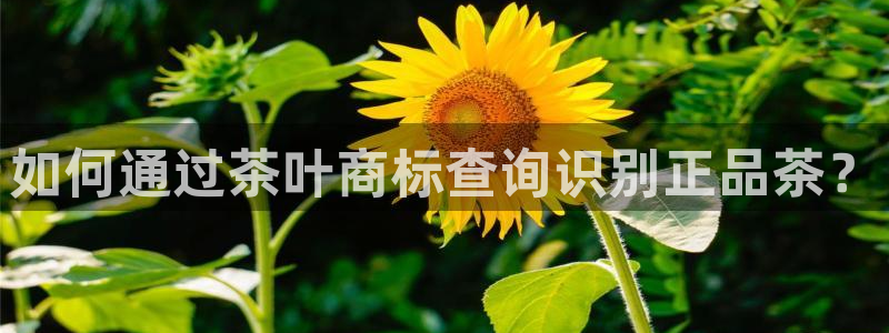 安信12专用挂机