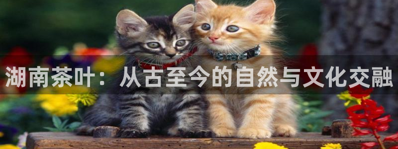 安信安翼 12账号