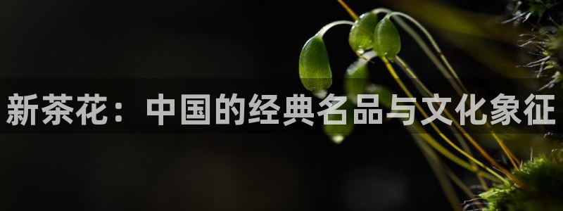 奇安信12流转场