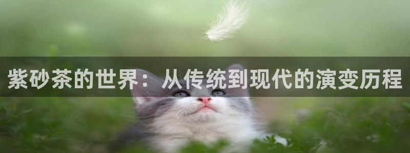 安信4特邀55 12