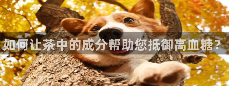 安信卓越12月