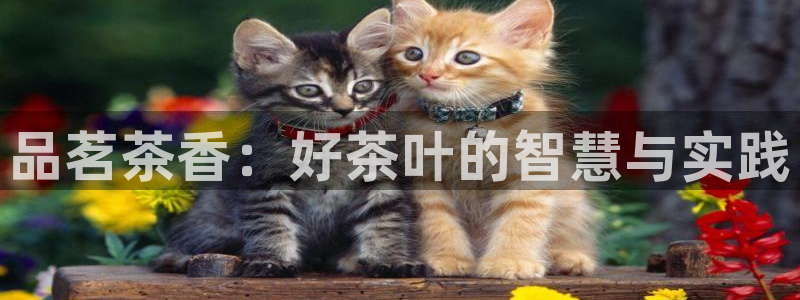 安信12位数资金号