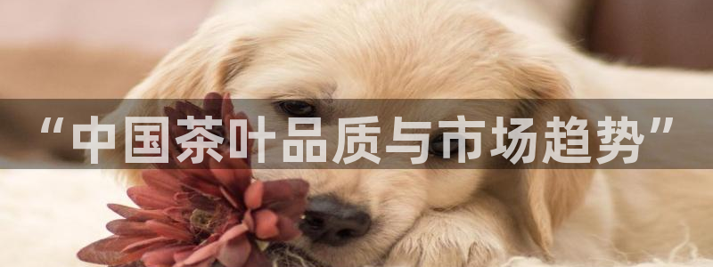 安信12是正规平台吗