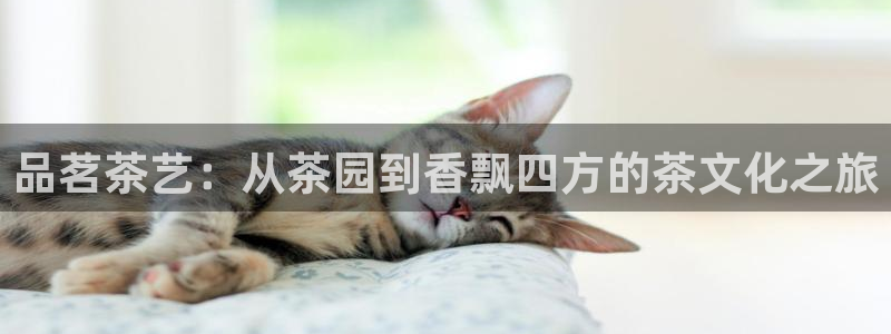 安信12如何开代理